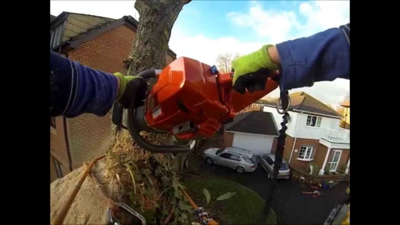 Sweet Chestnut Removal