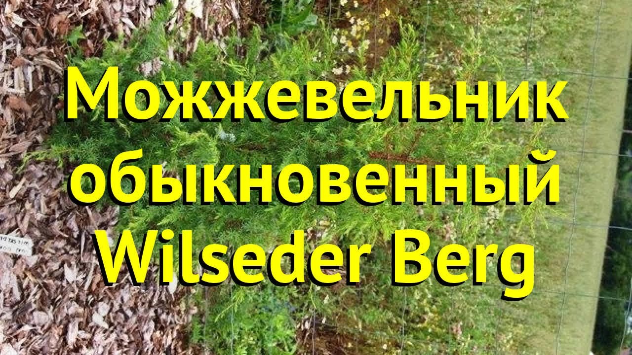 Можжевельник обыкновенный Вилседер берг. Краткий обзор, описание juniperus communis Wilseder Berg
