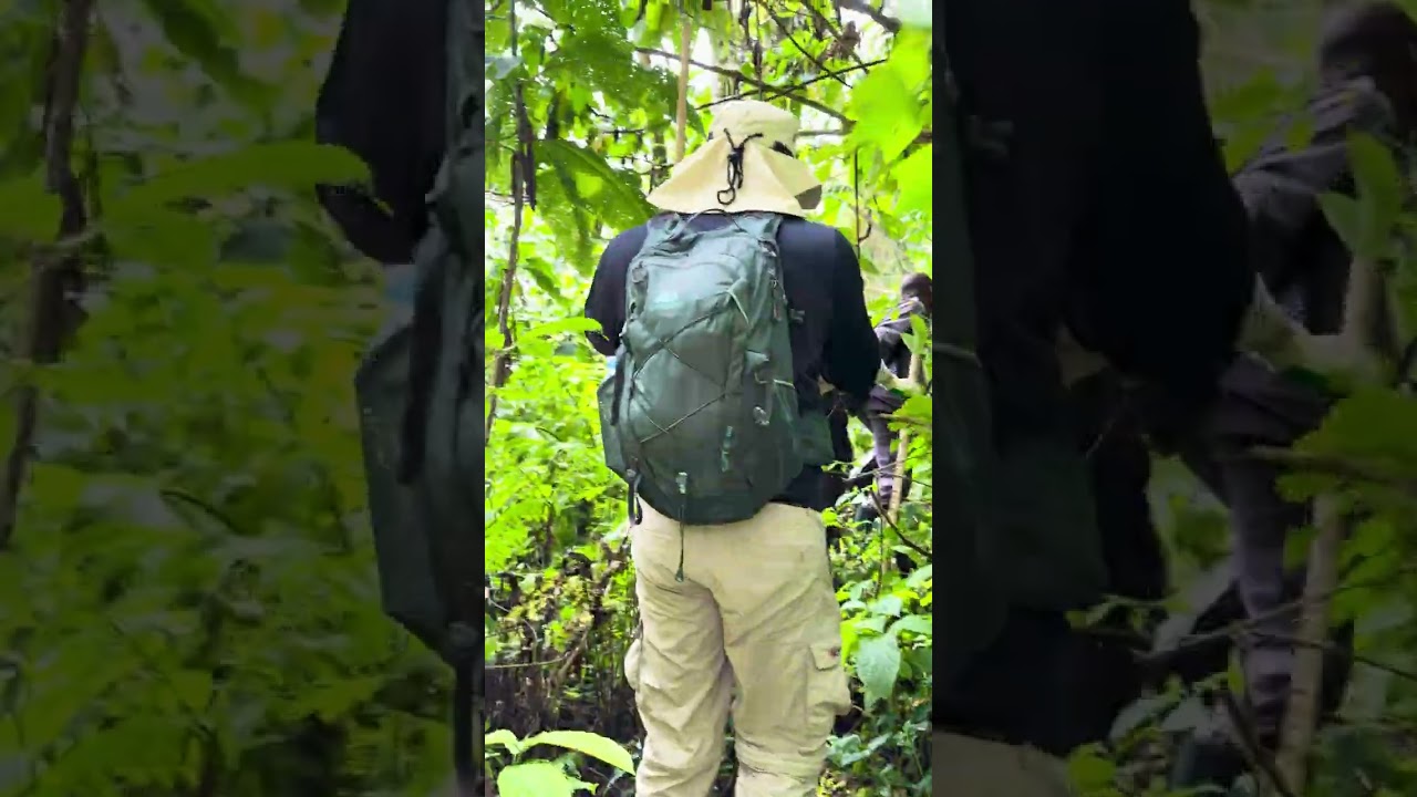 Terrain Gorilla Trekking in Bwindi