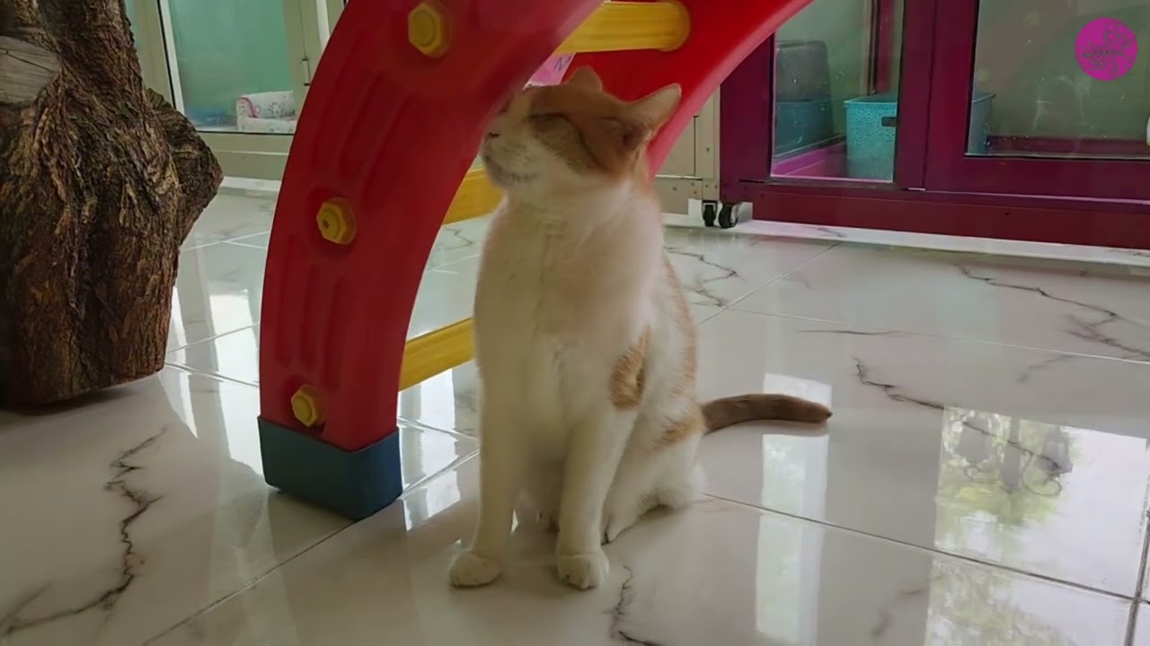 Holiday Adventures Geo the Domestic Shorthair’s Play, Explore & Paw Care Time