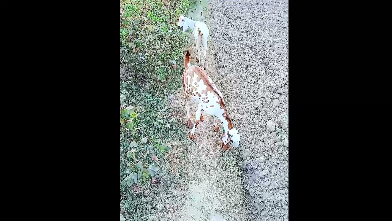 beautiful goats in pakistan pure rajanpuri goats beautiful village goats nukri goats beautiful goats