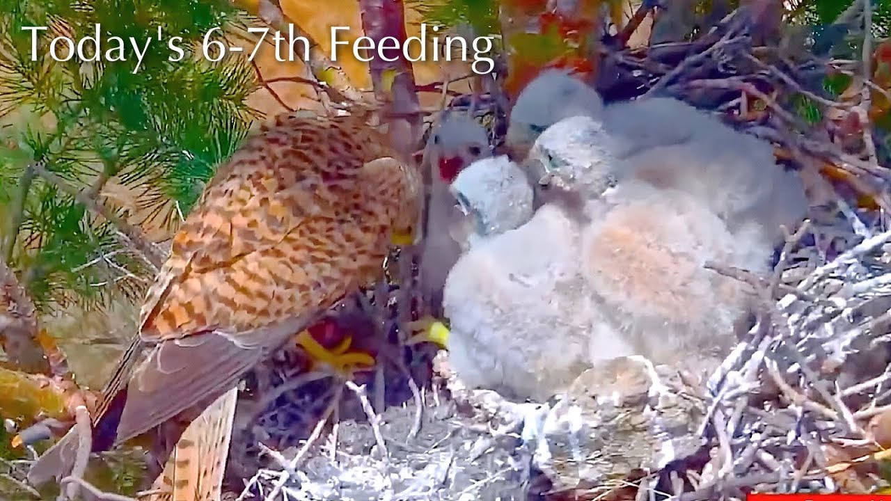 #126🌳🦃🐥14&deg;🐥14&deg;🐥13&deg;🐥13&deg;🐥12&deg;／Avila🇪🇸Kestrel Nest 2026／Powerd by DIRECTO NATURA