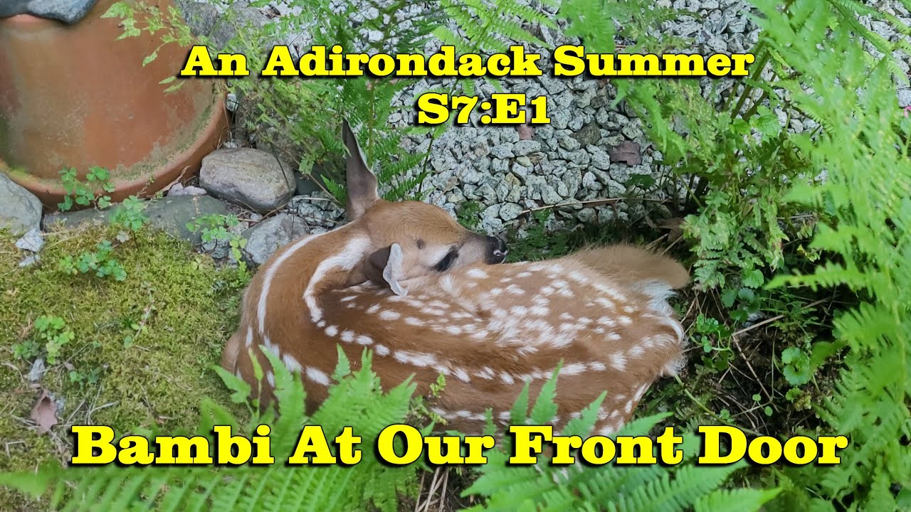 Adirondack Summer S7:E1 Bambi At Our Front Door (4k)