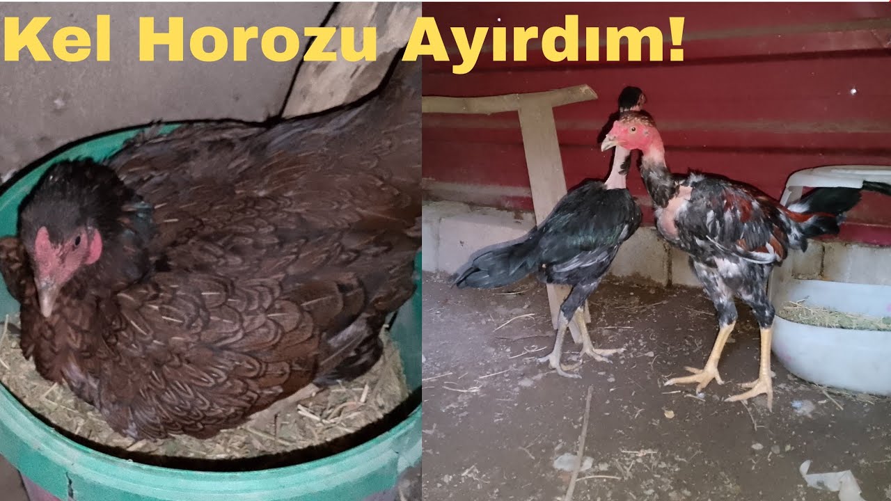 Kel Horozu Ayırdım.!/Küçük Tavuk Gurk Olmuş!!