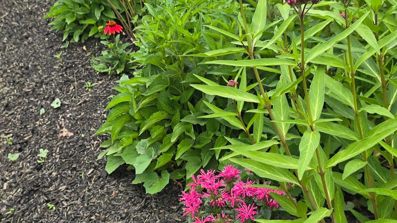 MID-SEASON EAST COAST GARDEN TOUR, ZONE 5