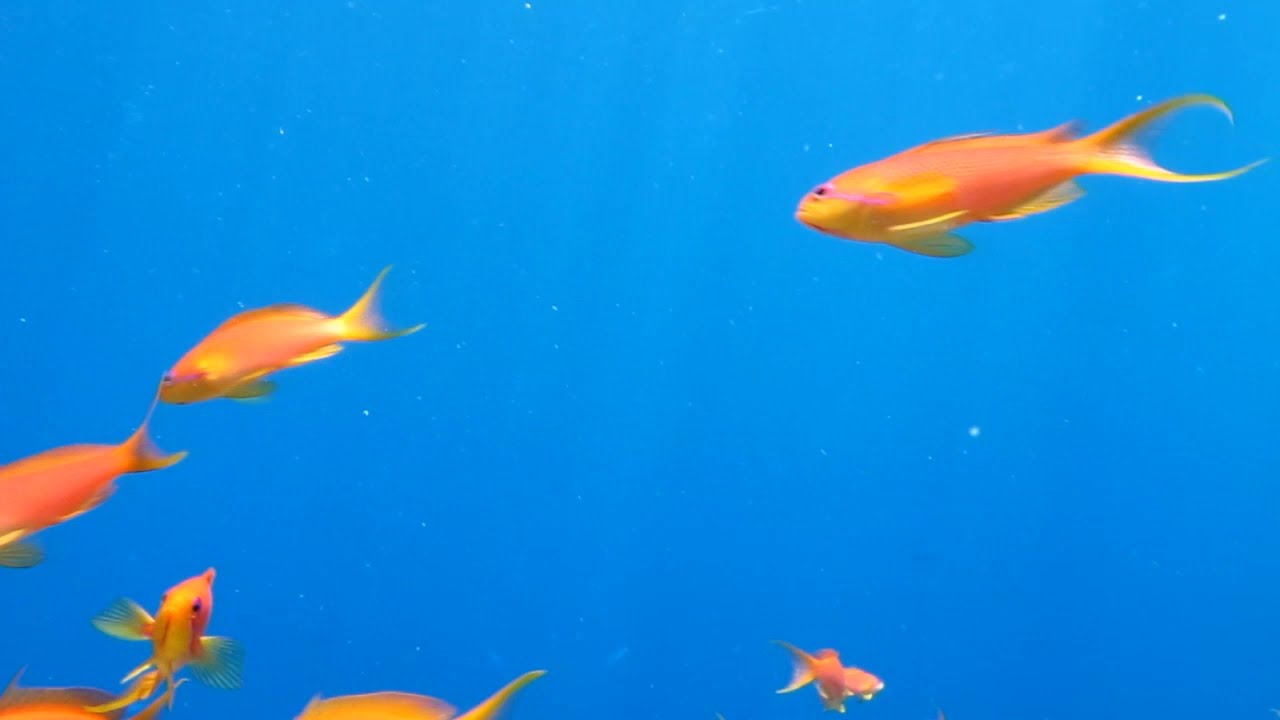 Underwater in Grand Rotana  06.2013