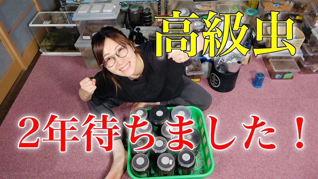 超高級クワガタが羽化しました