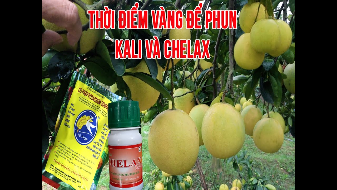 MUỐN BƯỞI DIỄN NGỌT XUẤT SẮC THÌ PHẢI QUA NHỮNG BƯỚC NÀY.