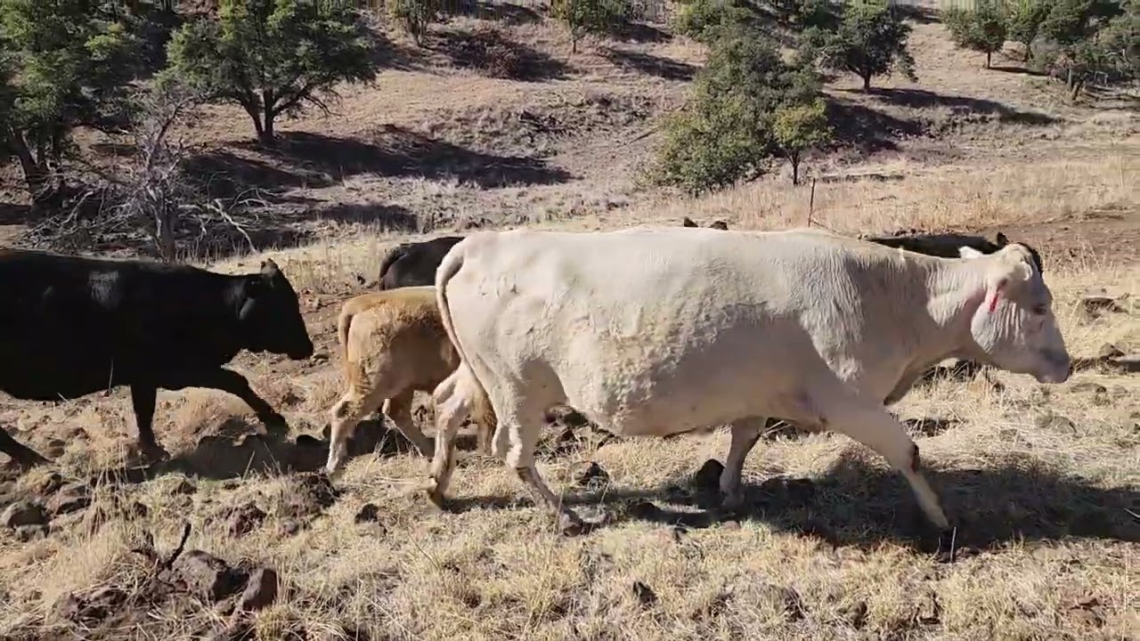 Rancho Carretas y El Vado. Ganado Veldmaster, Pastoreo Regenerativo y suplementación correcta