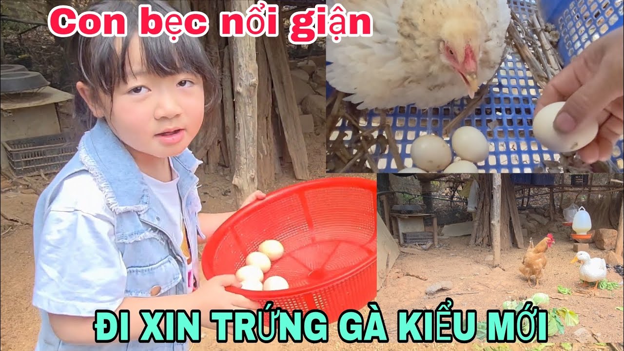 GÀ BẸC NỔI GIẬN VÌ BỊ LẤY HẾT TRỨNG 
