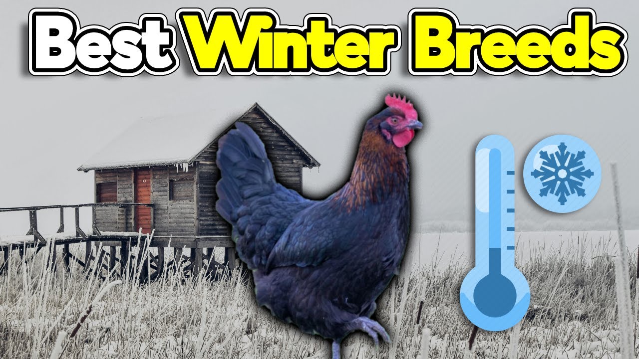The BEST Cold Hardy Chicken Breeds
