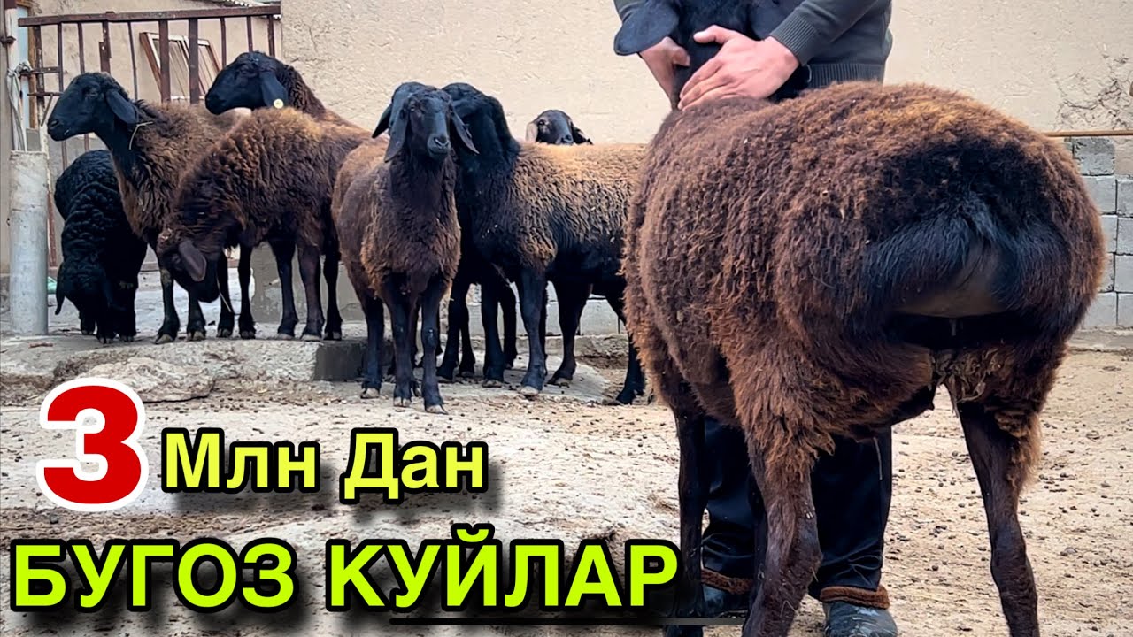 Араби Куйлар! ☎️ +998 87 250 3197