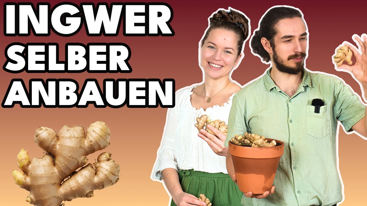 Ingwer selber pflanzen – so einfach wächst dein eigener Ingwer zuhause