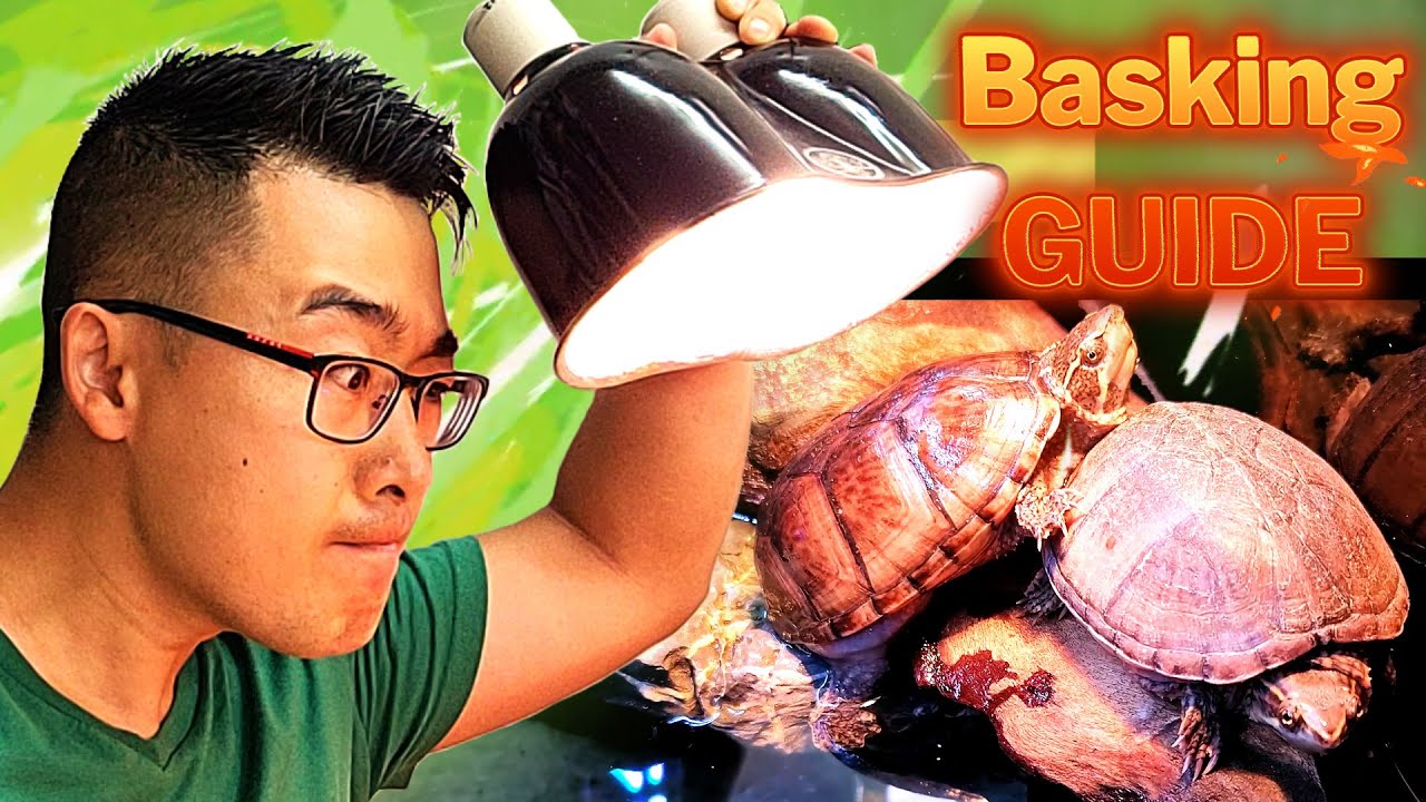 The Perfect Basking Light Distance for Your Turtle! 🐢