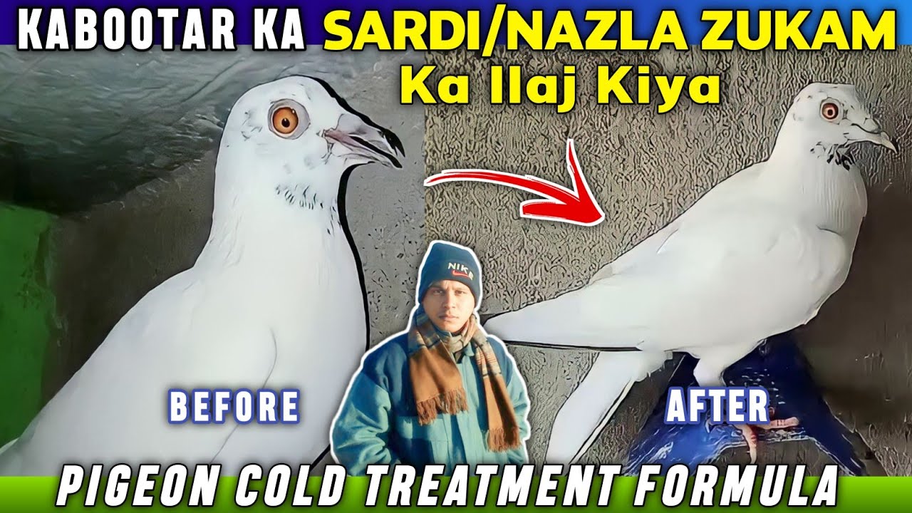 Kabootar Ka Nazla Zukam Ka Ilaj Kiya | My Pigeon Cold Treatment Video Result
