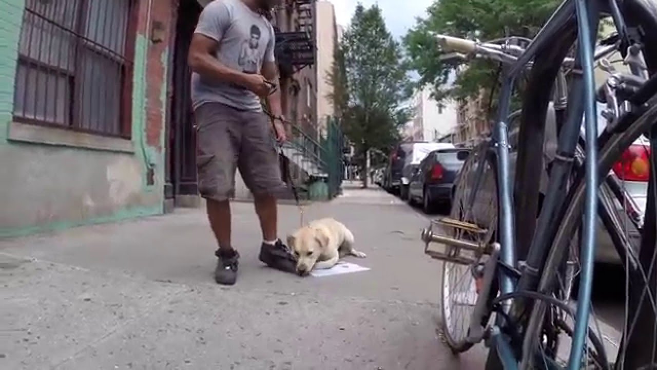 Johnnie be good- NYC dog training (DctK9)