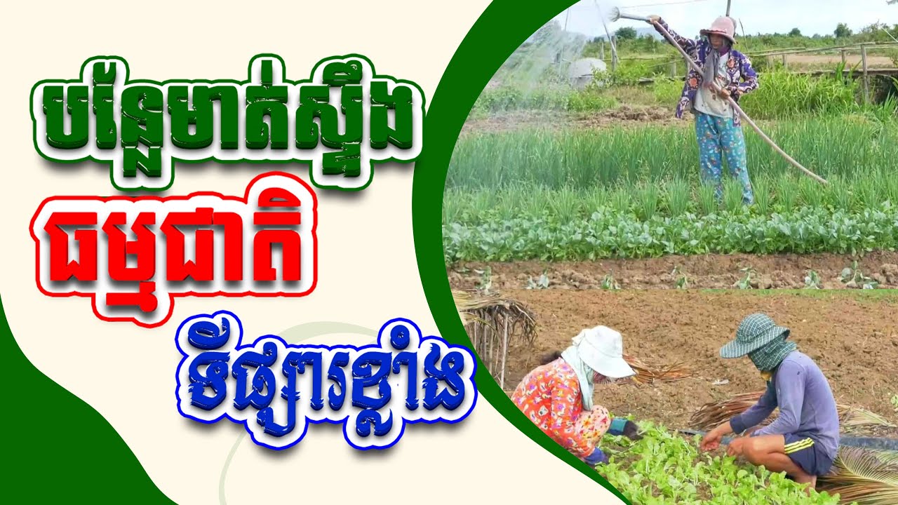 កសិកររស់នៅតាមបណ្តោយដងស្ទឹងសង្កែ ខេត្តបាត់ដំបង កំពុងនាំគ្នាដាំបន្លែចម្រុះ ដើម្បីផ្គត់ផ្គង់ជីវភាព