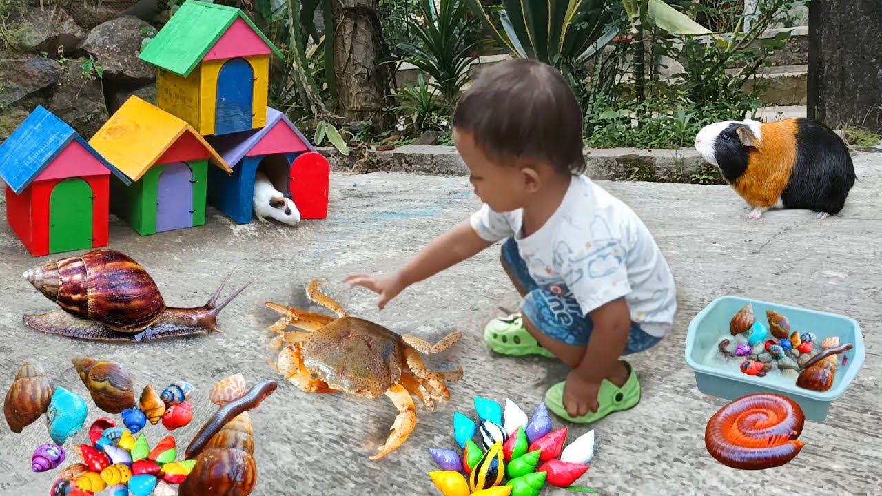 Seru..Menemukan Keong Bekicot Luwing Kaki Seribu Kepiting Cangkang Kelomang Dan Ikan Hias