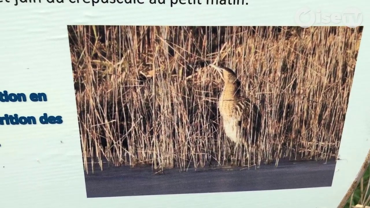 Les Marais de Sacy, un joyau de biodiversité au coeur de l'Oise
