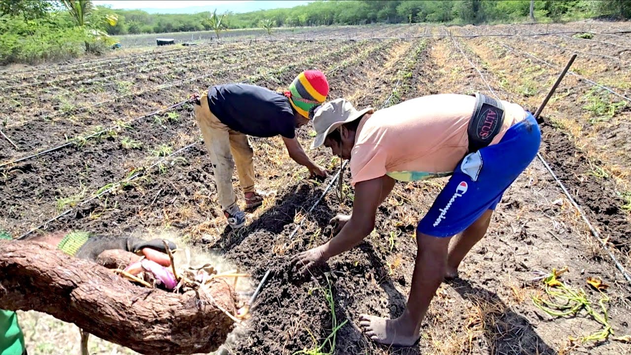 Update on the farm planting yam and sweet potato