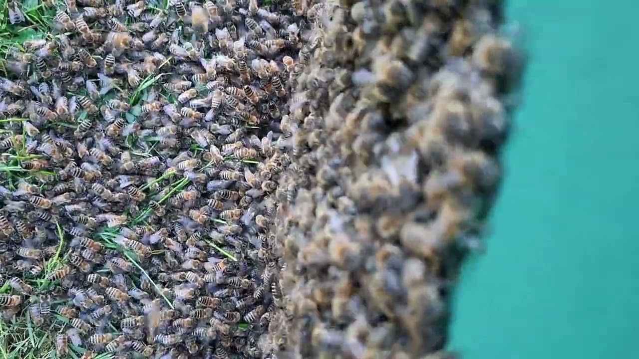 Bienenschwarm ASMR