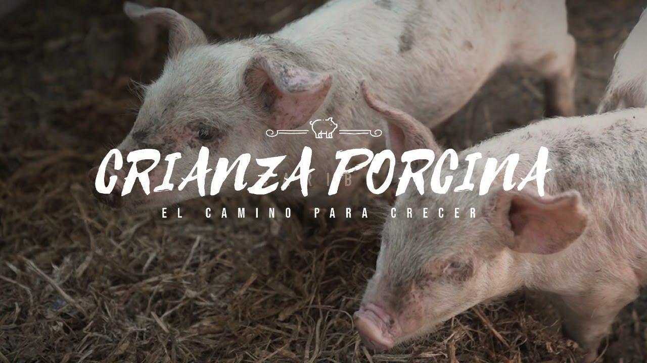 Crianza porcina en Nicaragua, el camino para crecer