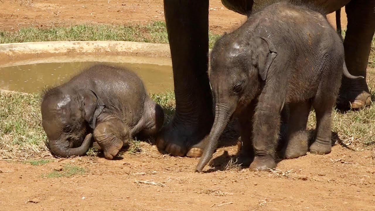Cute alert! Adorable Twin Baby elephants try to imitate their mother |Rare footages of twin babies