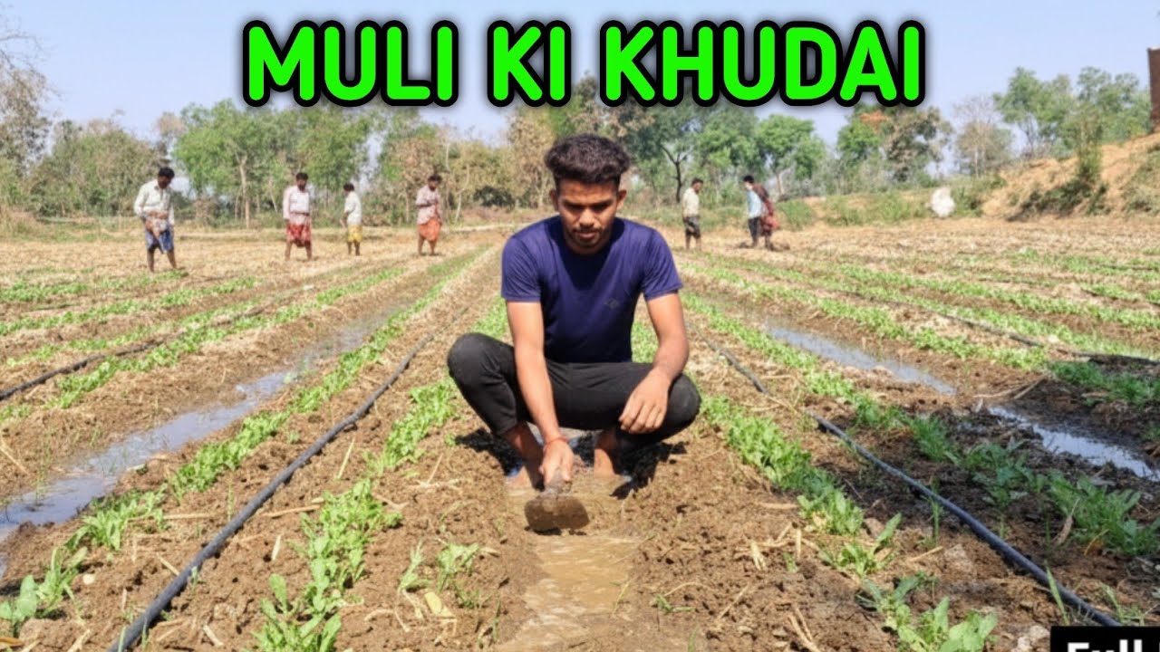 Muli Or Bhindi Ki Khudai Karna Start Kar Diye| Vegetable Farming 