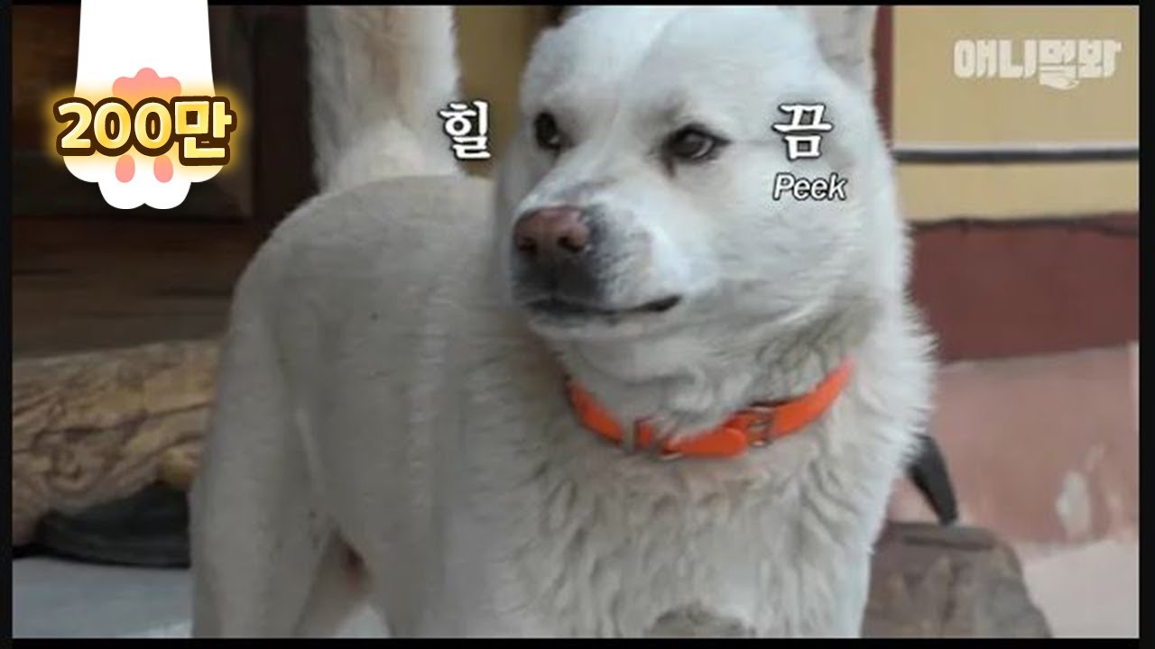 절에 사는 개의 무소유답지 못한 표정 ㅣDog Living In A Temple Has A Double Life LOL