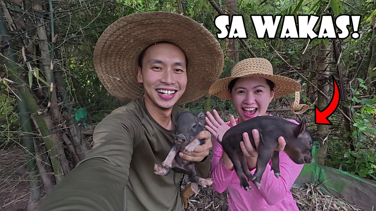 May 6 na Baby Native Pigs na sa Farm