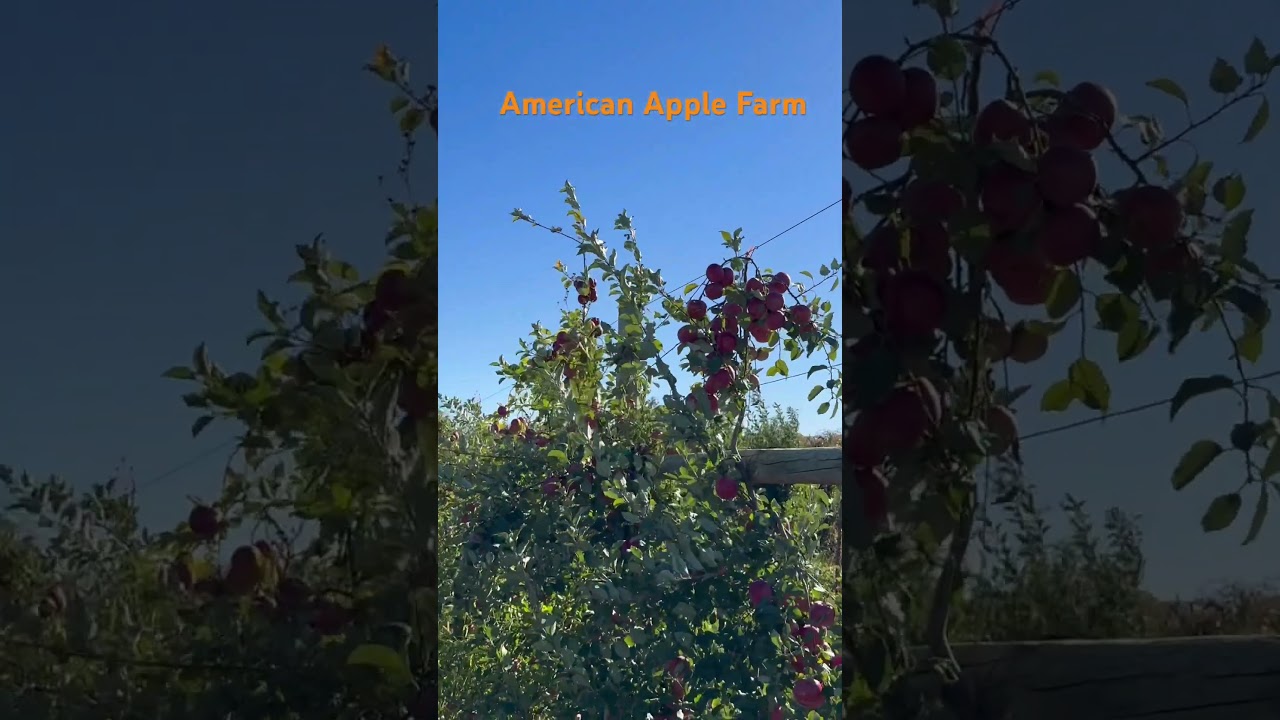 #america #india #apple