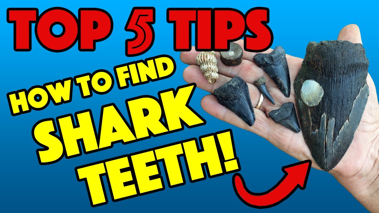 HOW TO FIND SHARK TEETH  [Top 5 Tips]  PROFESSIONAL ADVICE!!