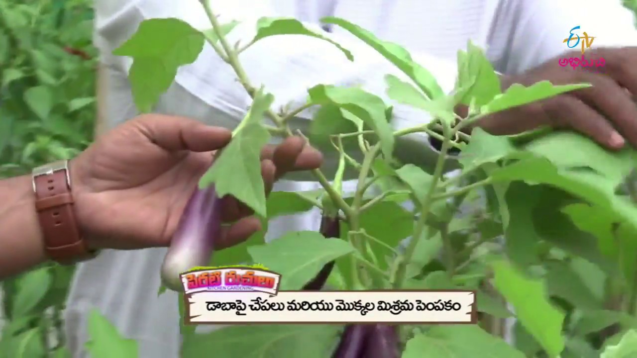 Kitchen Gardening | Perati Ruchulu | 14th September 2017 | Full Episode | ETV Abhiruchi