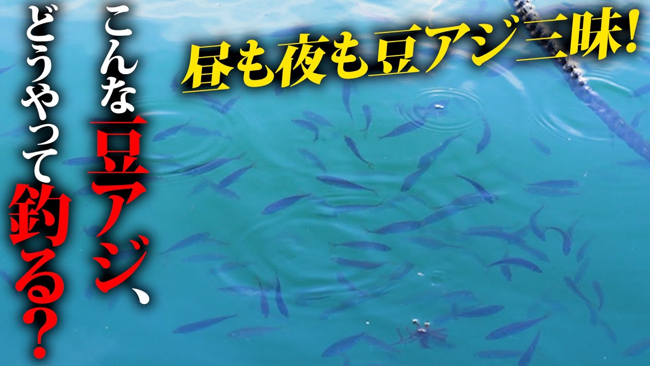 豆アジデイ＆ナイト #家邊克己 #サーティフォー #アジ #アングリングソルト