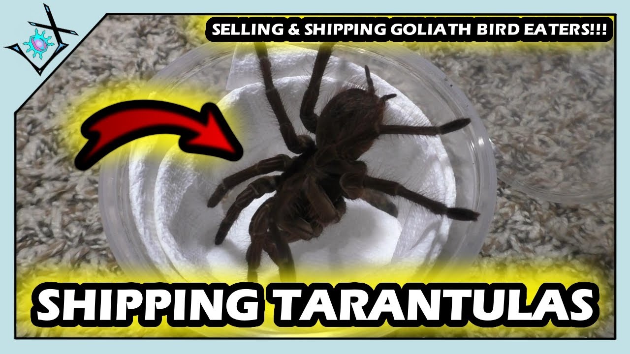 Shipping AWAY GOLIATH Bird Eater Tarantulas!【Tarantula Boxing】