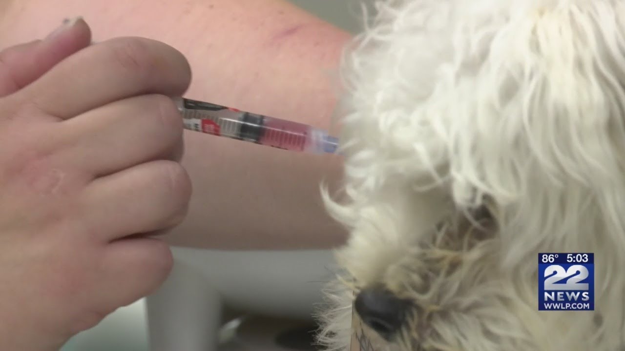Vaccine is best prevention against canine parvovirus