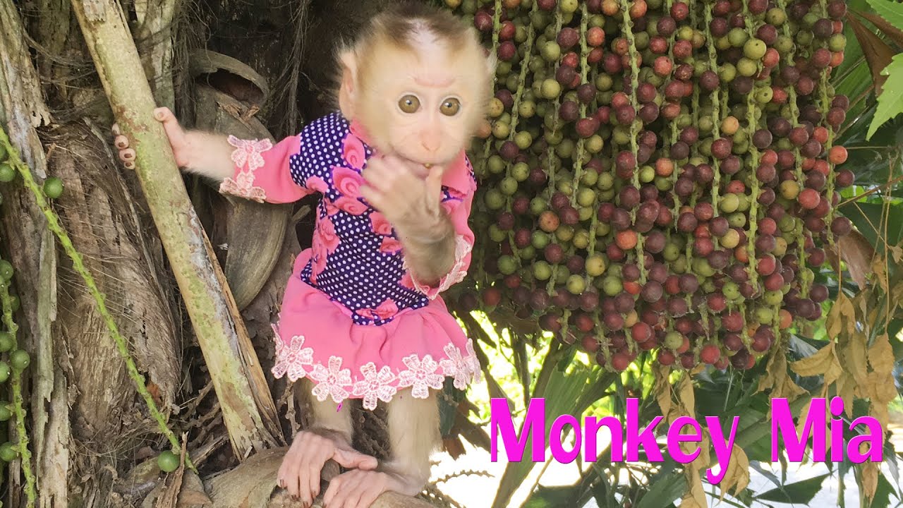 Monkey Mia goes to work with her father (Monkey girl likes going to the park)