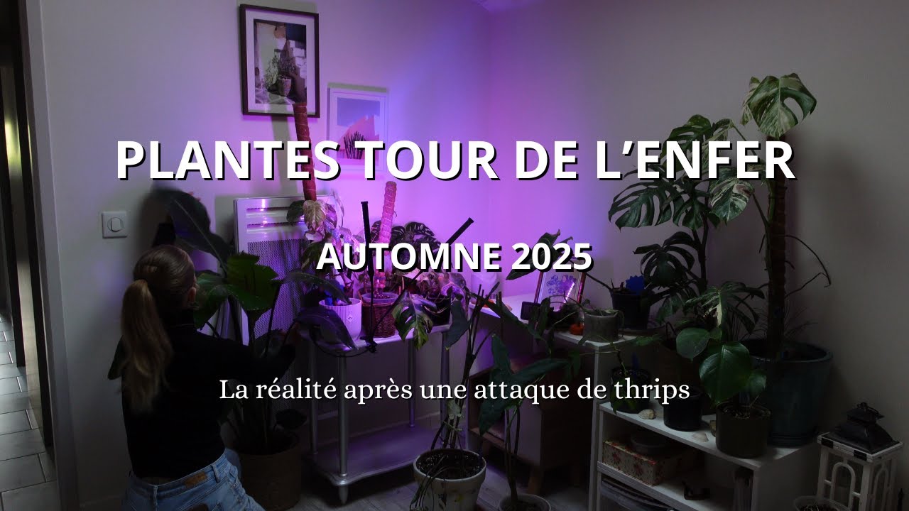 PLANTES TOUR AUTOMNE 2025 | La réalité après une attaque de thrips