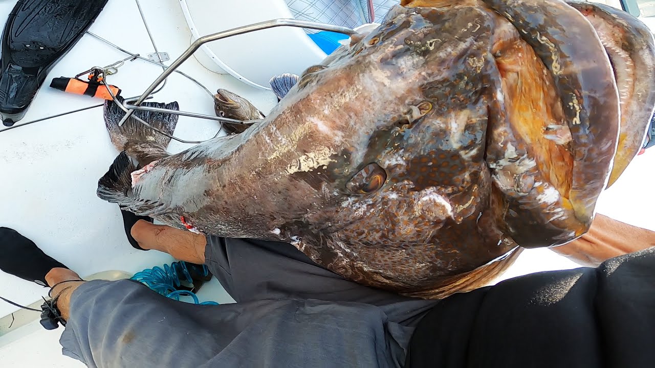 DIVING to 170 ft. For MONSTERS!  They Filled The Boat W/ BIG Black Grouper Red Snapper Scamp Grouper