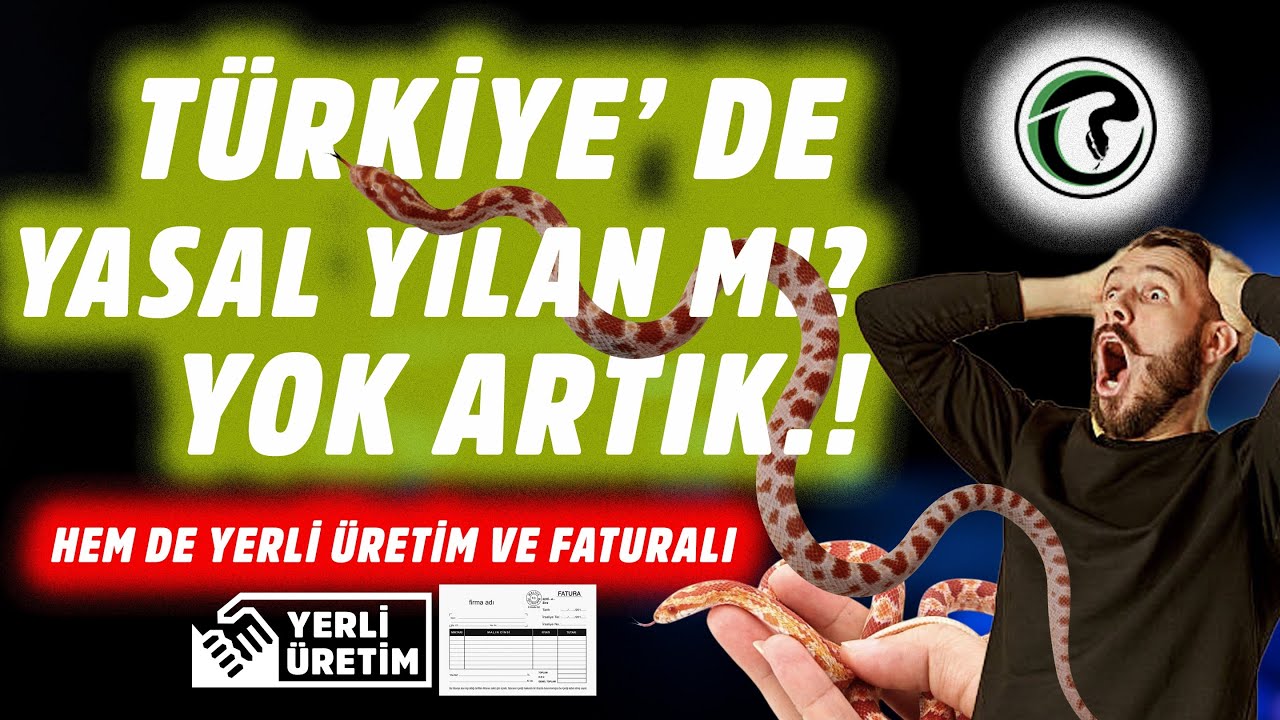 Türkiye’de Yasal Yılan 🐍 - Yeni Evcil Sürüngenim Mısır Yılanı - Faturalı Belgeli
