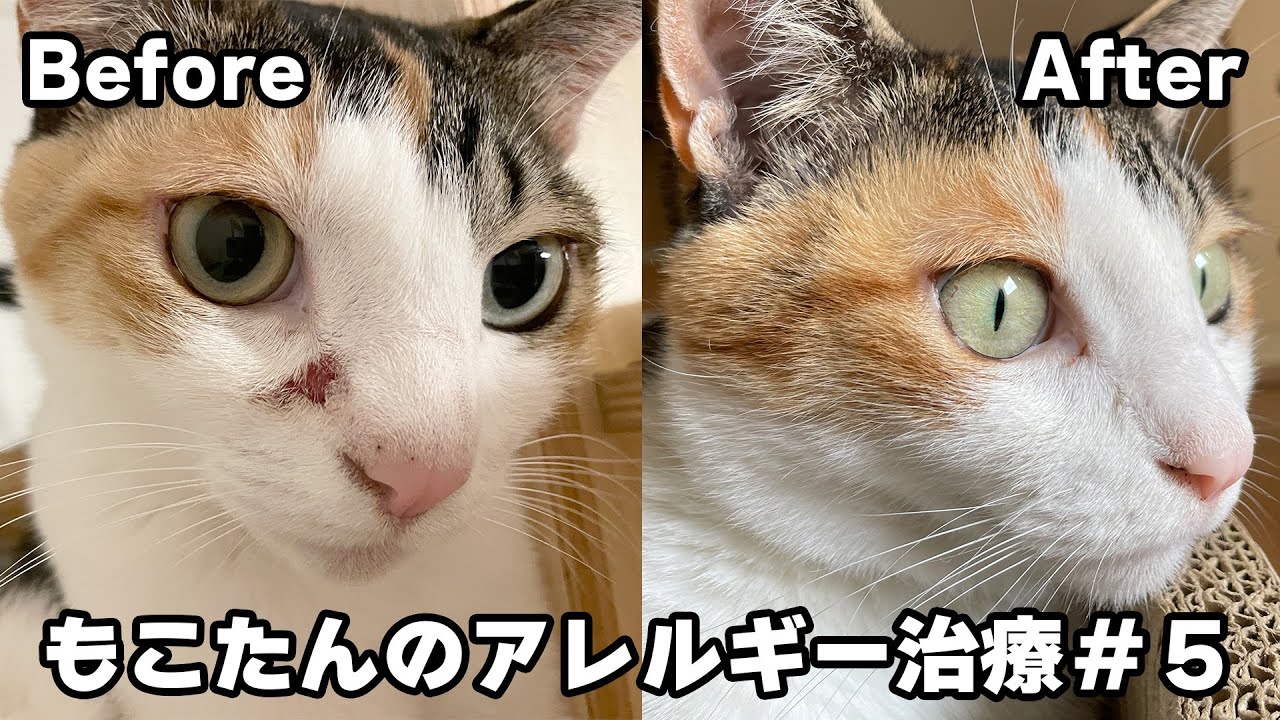 猫の皮膚炎の改善に効果があったこと、なかったことをぶっちゃけます！
