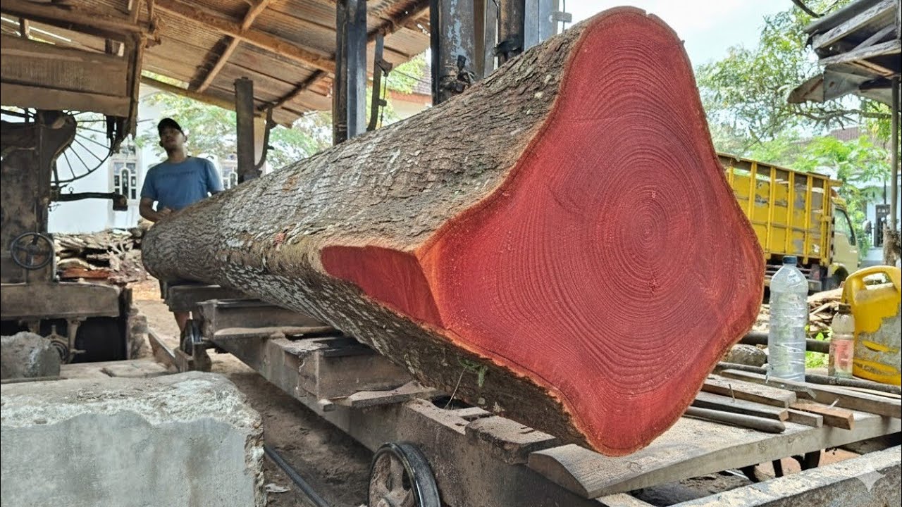 Hard work at the sawmill: This is how large logs are processed quickly.