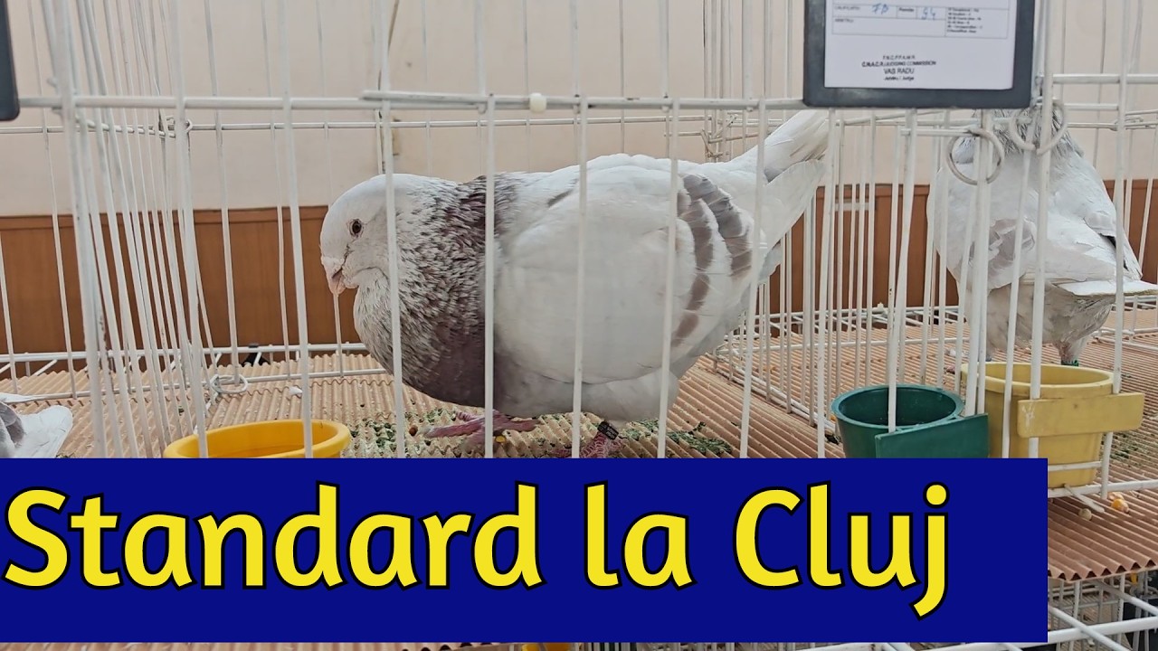 Expoziția porumbei și alte păsări Gilău/Cluj 13.02-15.02.2026 part 1