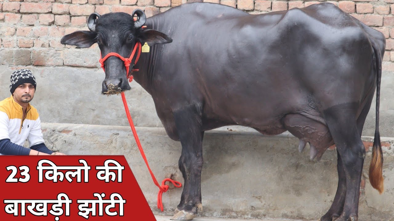 23 किलो की ग्याभिन बाखड़ी झोटी, कांटे के तोल में बिक्री के लिए उपलब्ध || Naresh Sherdha (9541184832)