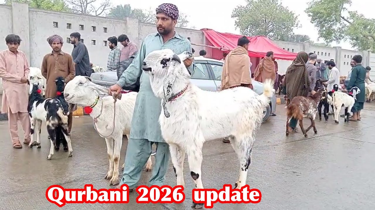 Qurbani 2026 update Lahore shahpur Mandi desi chatra makkhi chini bakre mundre chhatre Sajjad Lahori