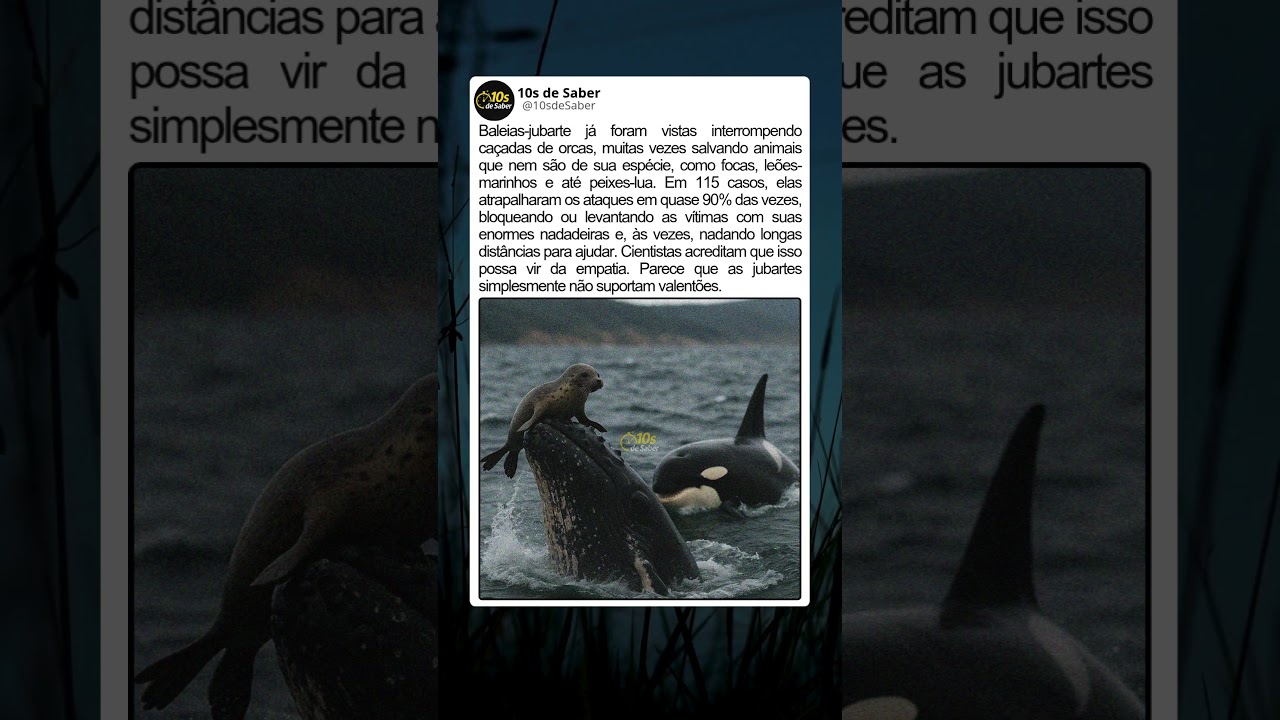 Baleias-jubarte: as hero&iacute;nas do oceano