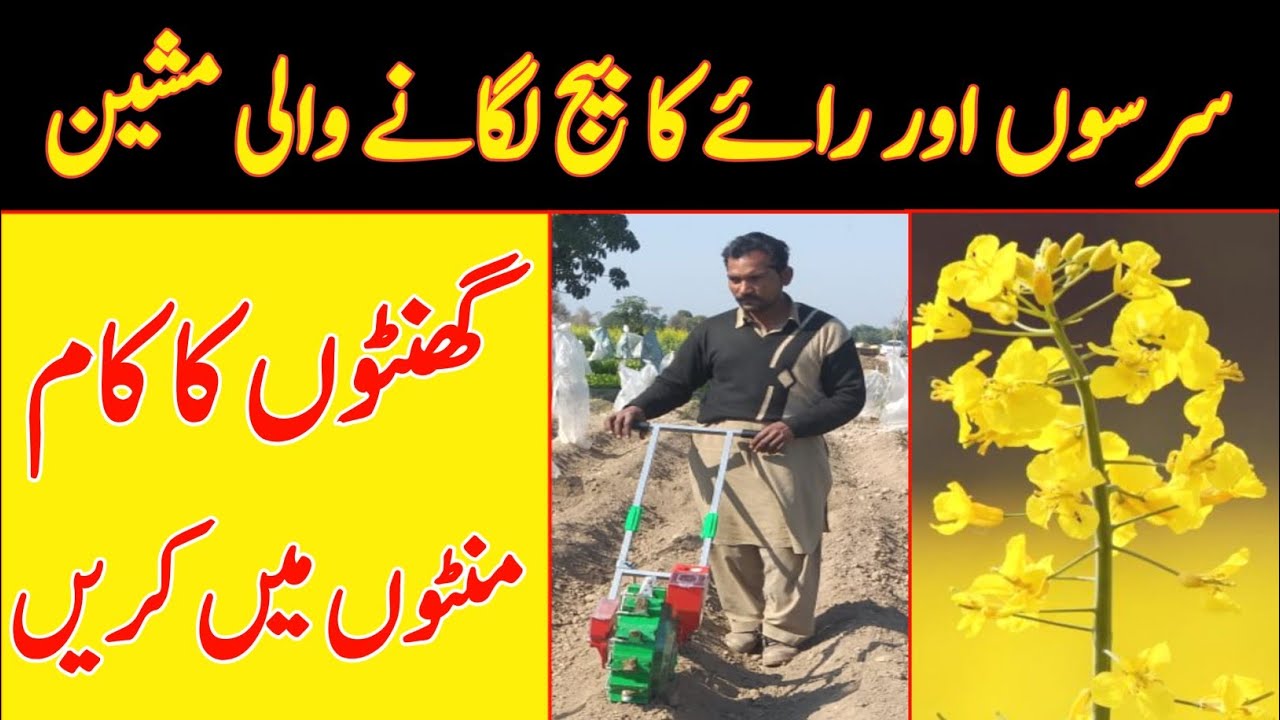 Double Seeder Box For Canola Sowing |Mechanical sowing of raya