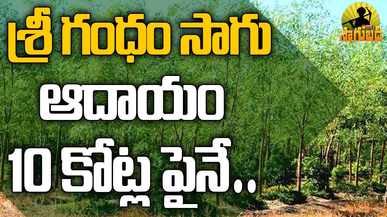 Sri Gandham Farming | Sandalwood Cultivation Information Guide | Sakshi TV Sagubadi