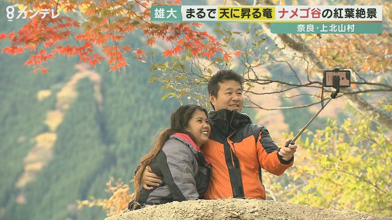 まるで「天に昇る竜」　奈良・ナメゴ谷で紅葉の絶景　濃緑の尾根にきらびやかな広葉樹の竜　関東から訪れる人も【報道ランナー・紅葉】