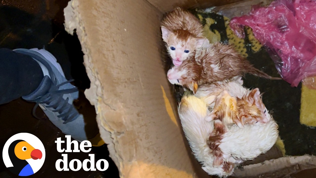 Котята, брошенные под дождем, воссоединились со своей мамой | The Dodo